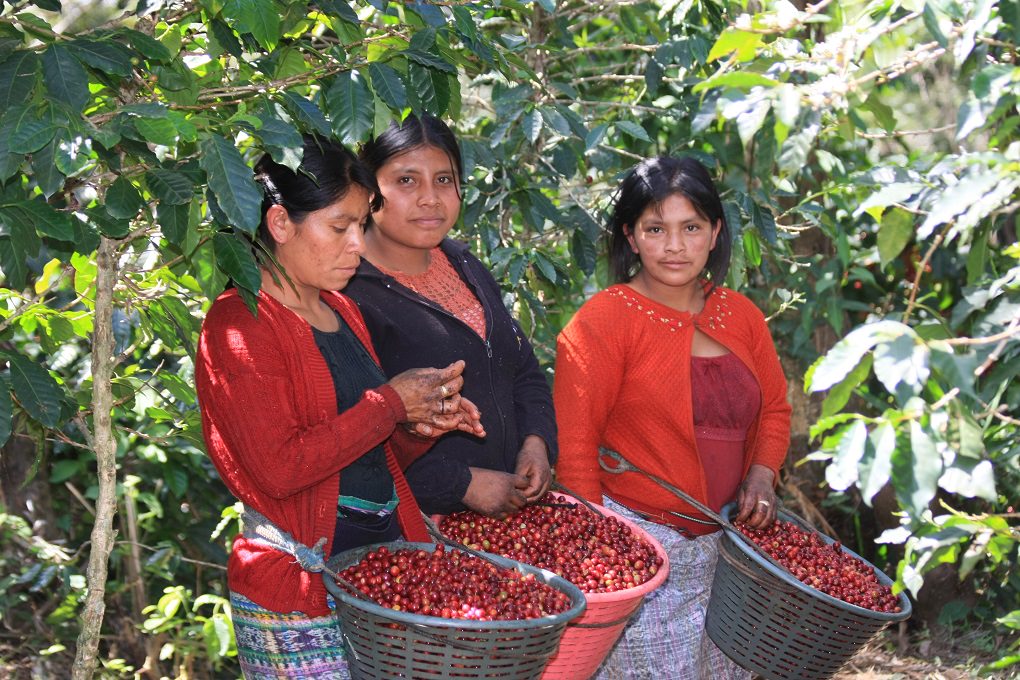 ‘Project Guatemala’: how Lidl empowers women and addresses climate ...