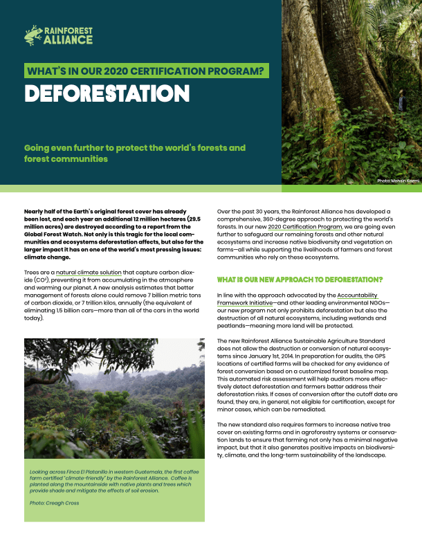 What's in Our 2020 Certification Program? Deforestation | Rainforest ...