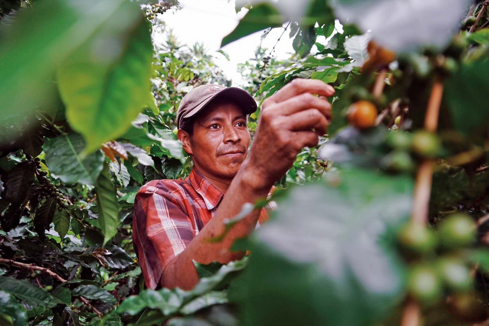 The Rainforest Alliance 2020 Certification Program Is Here | Rainforest ...