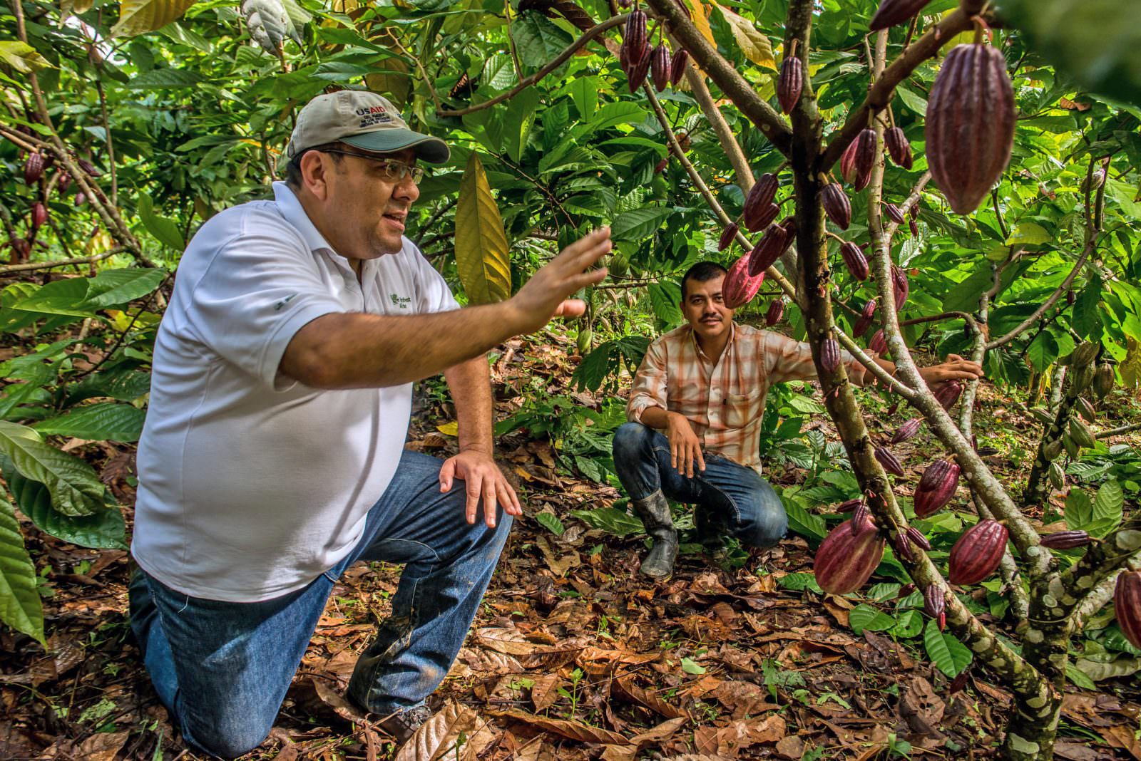 How To Get Training from the Rainforest Alliance Rainforest Alliance