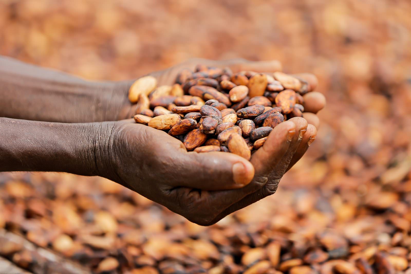 the-africa-cocoa-fund-call-for-applications-and-q-a-rainforest