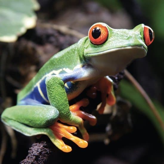 Red-Eyed Tree Frog  Rainforest Alliance