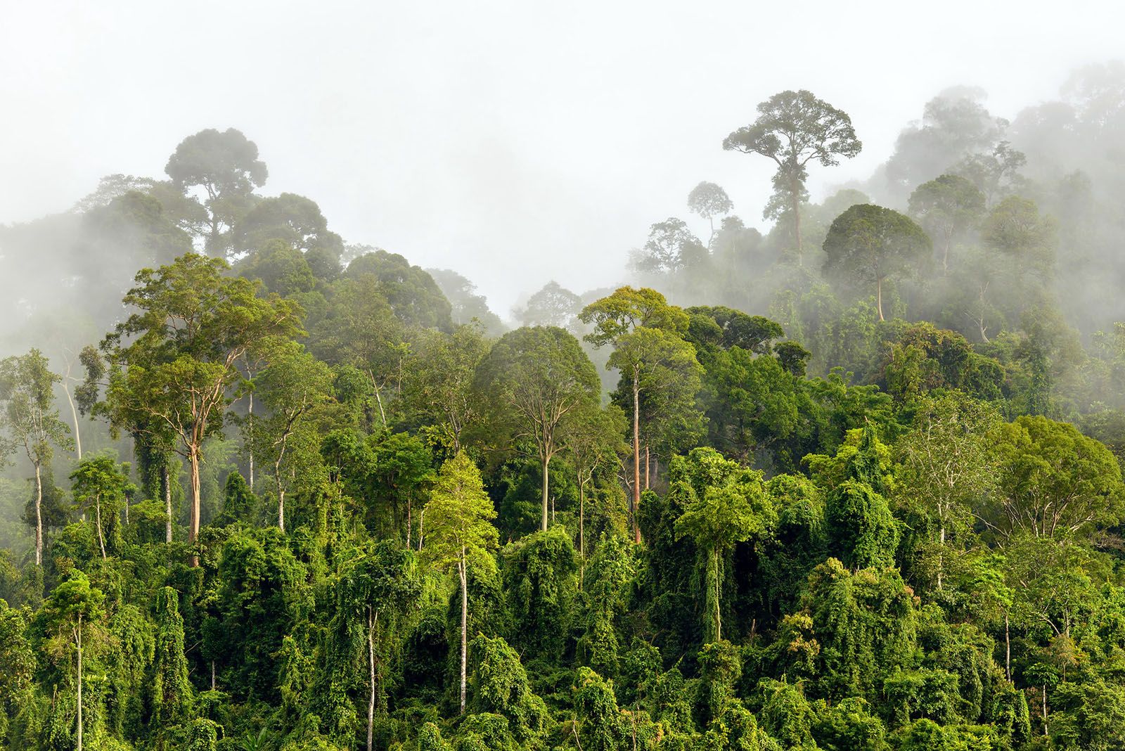 What Are Natural Climate Solutions Rainforest Alliance