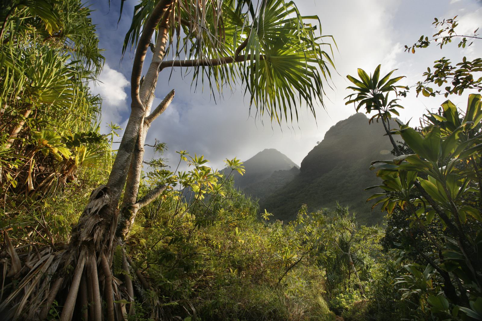 Острова Кауаи тропический лес