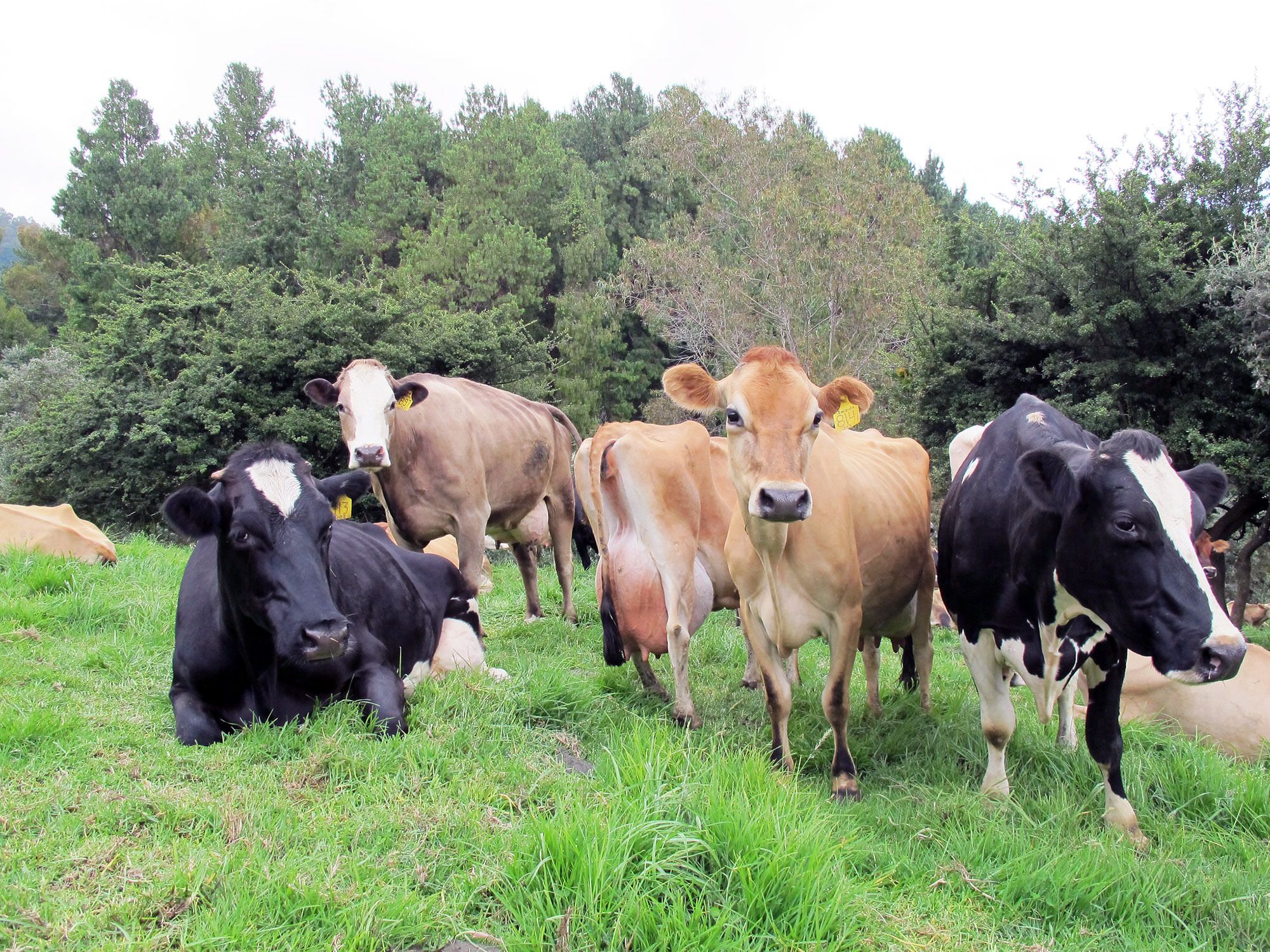 Our Journey to More Sustainable Cattle Ranching Rainforest Alliance