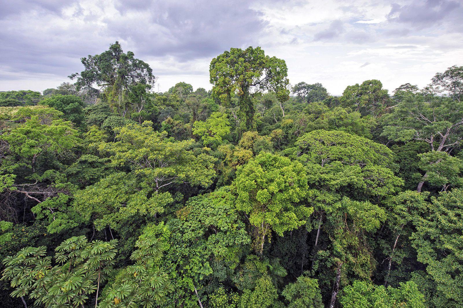 Explore Photos of Tropical Rainforest Plants: Types & Adaptations