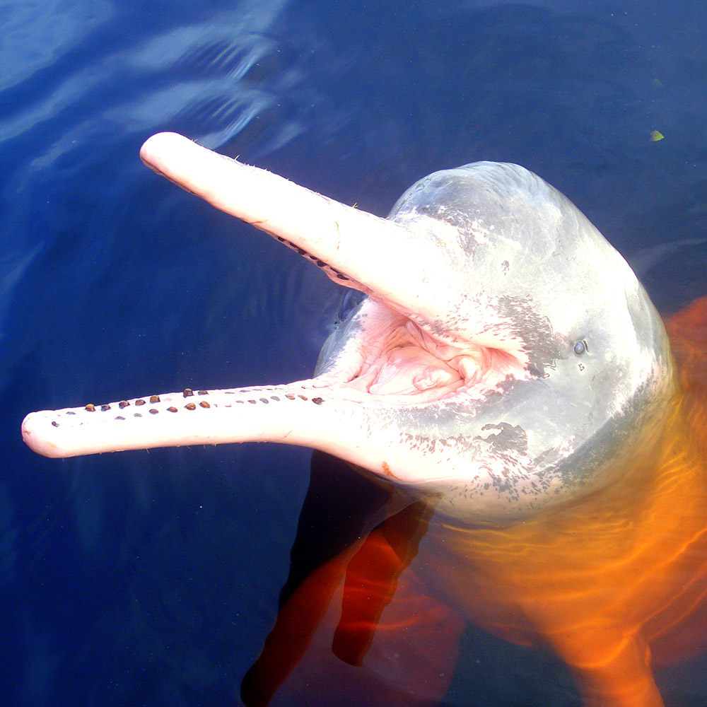Amazon River Dolphin Rainforest Alliance