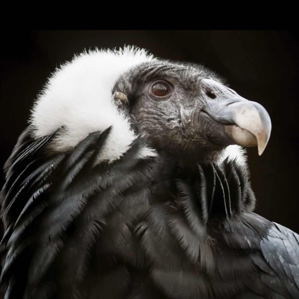 peruvian condor