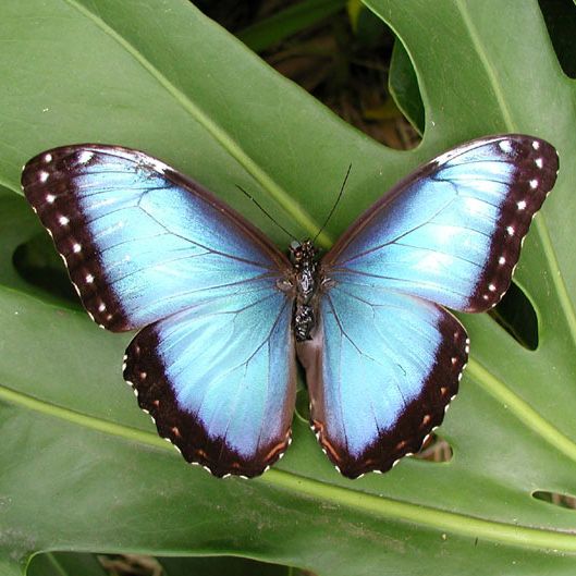 pictures of blue butterflies
