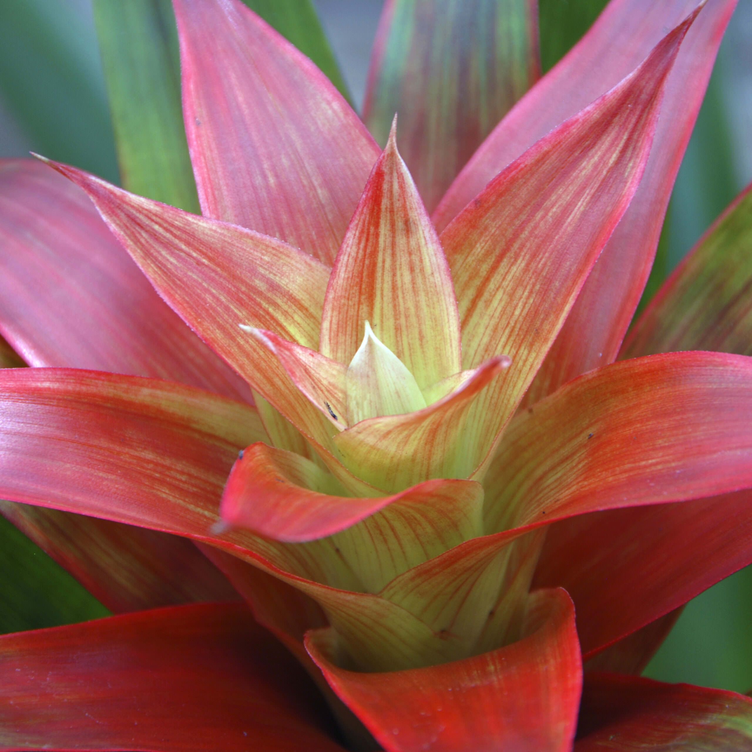 Rainforest Plants