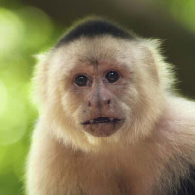 capuchin monkey teddy