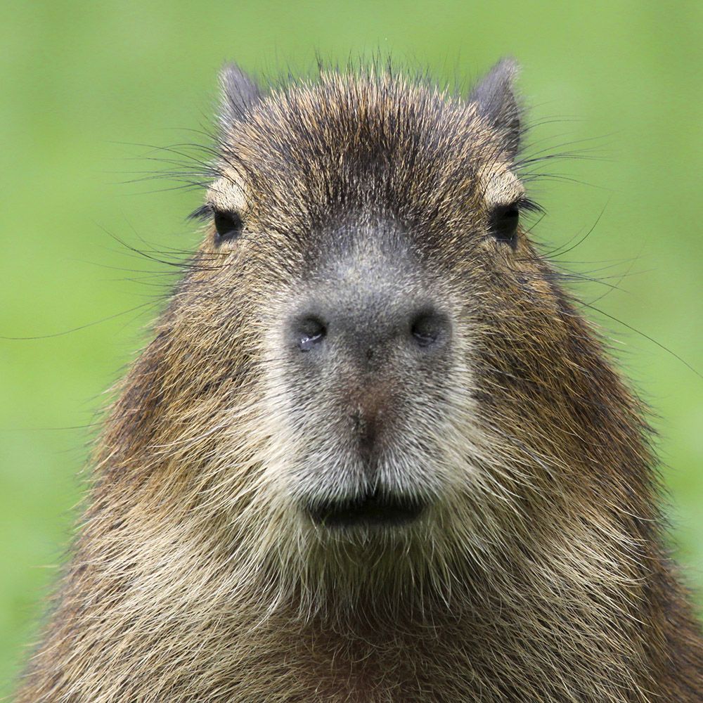 Capybara | Rainforest Alliance