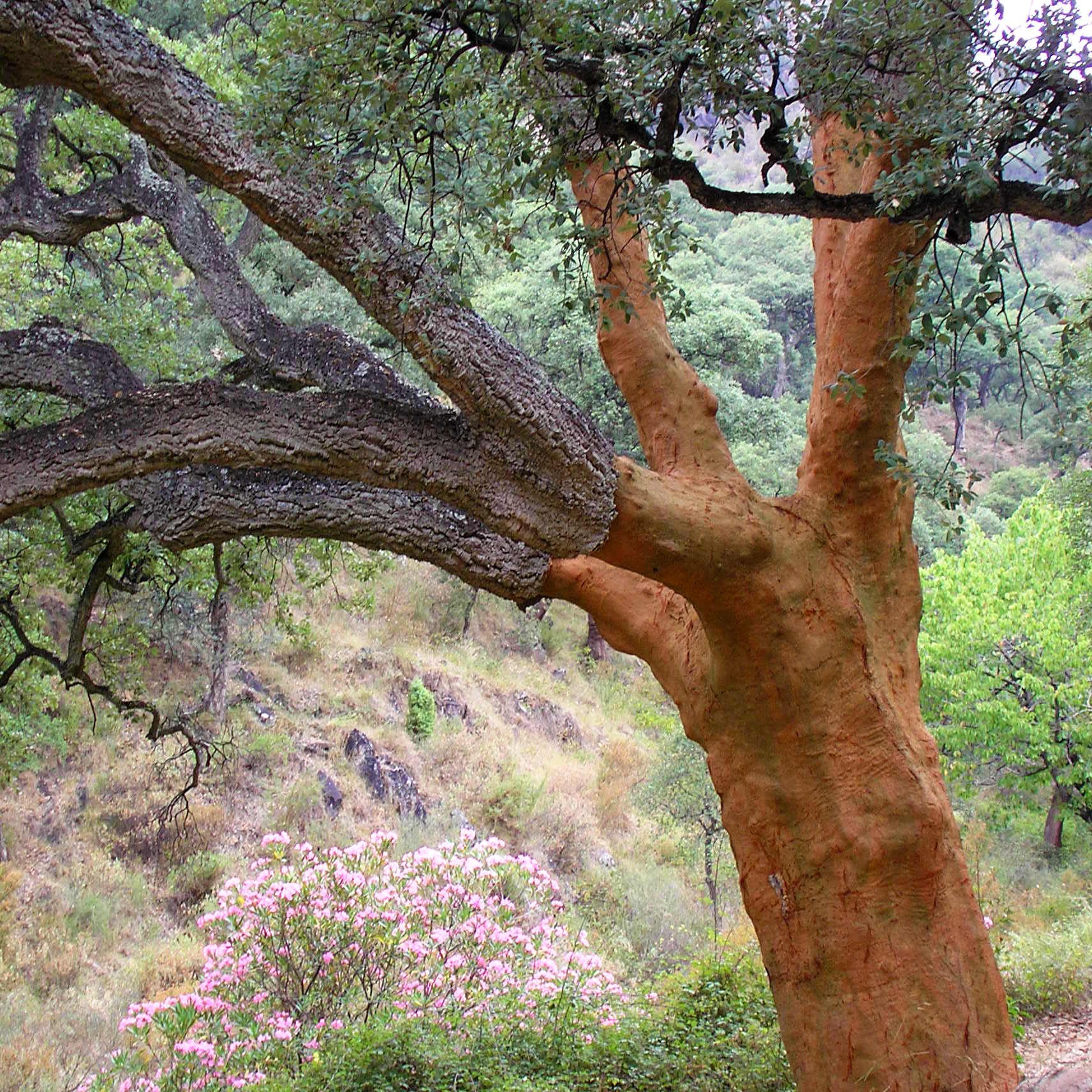 Cork Trees: Soft-Skinned Monarchs of the Mediterranean