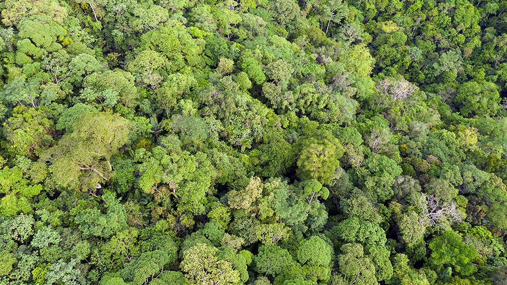 rainforest ability to soak up carbon dioxide is falling