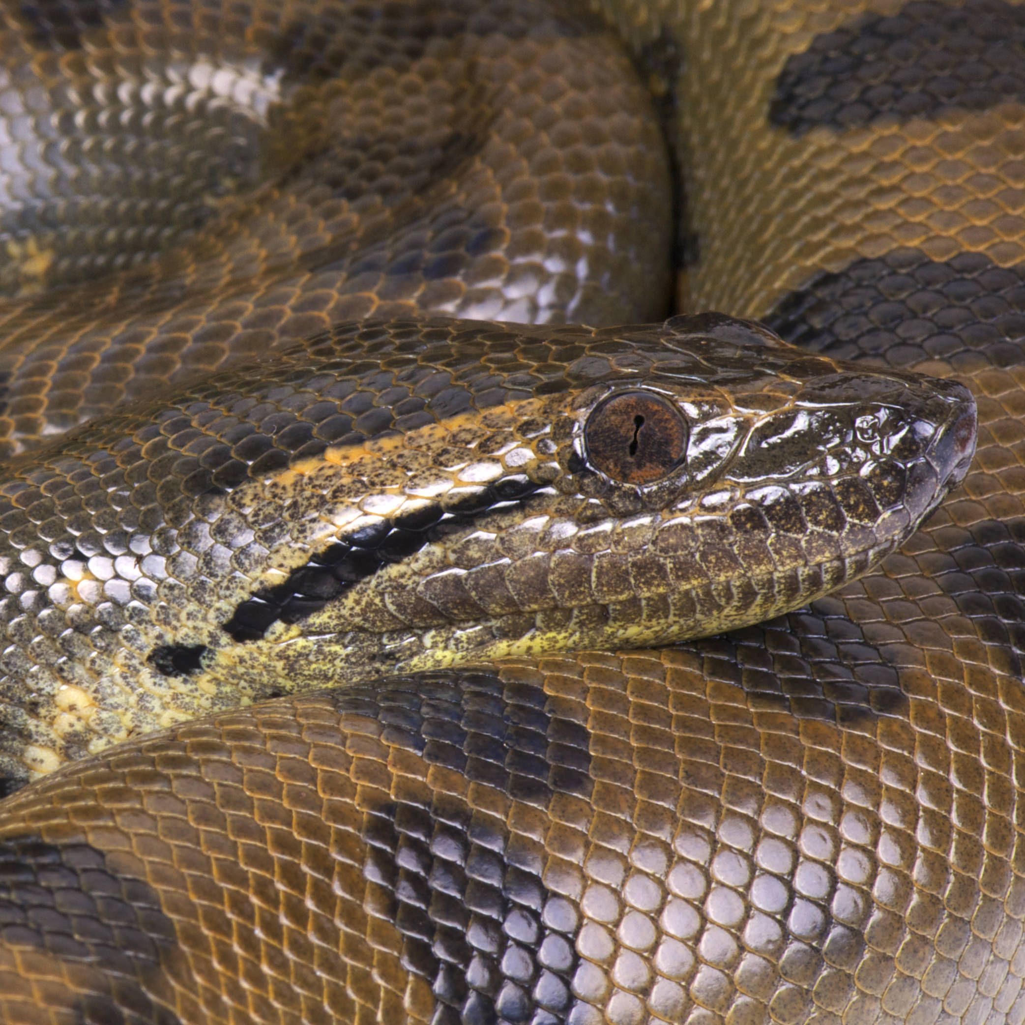 anaconda snake attacks baby