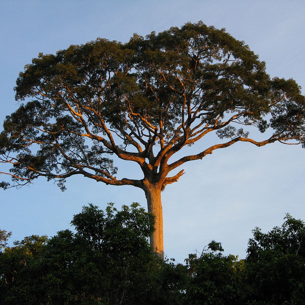 Kapok Tree – Muni Farms