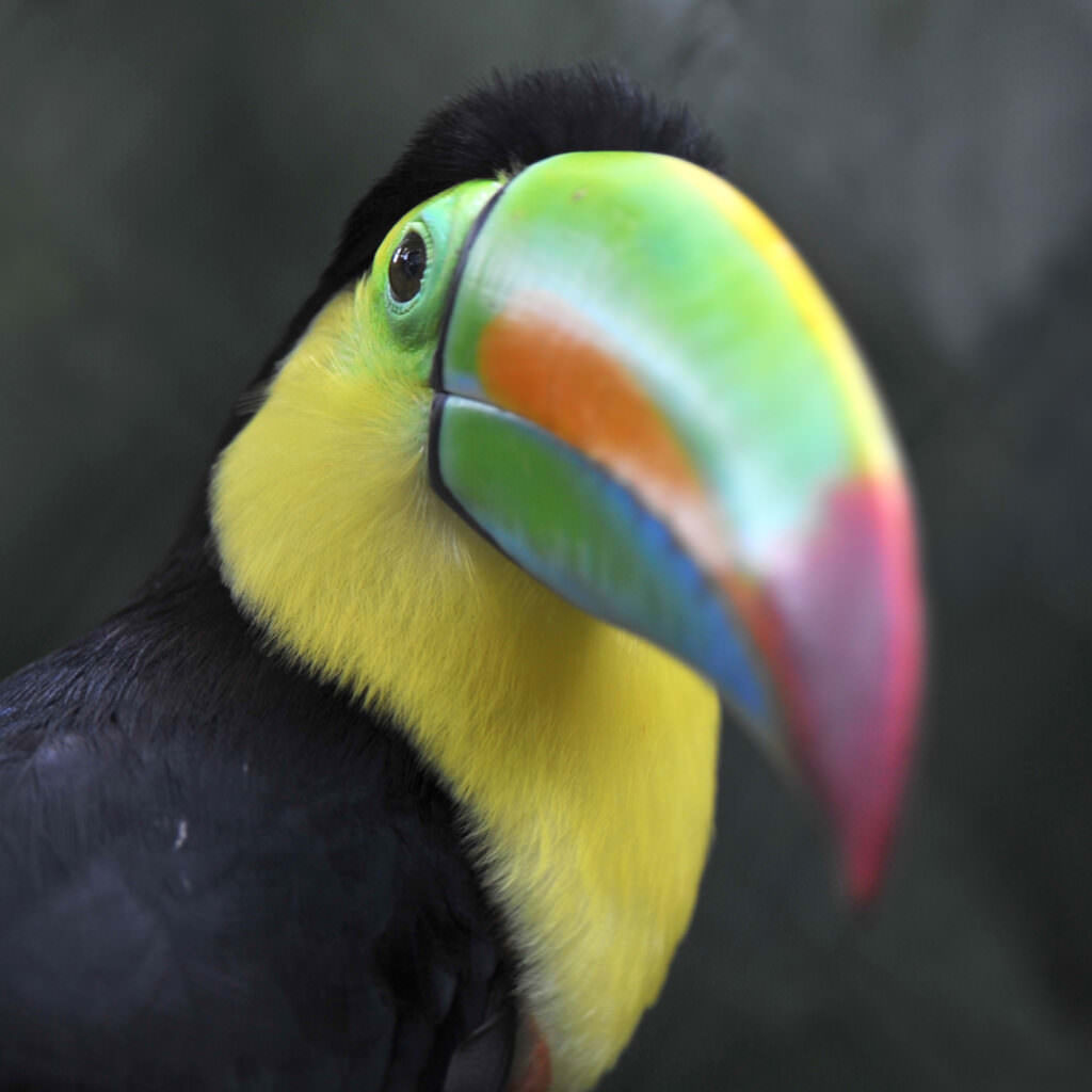 Keel-Billed Toucan | Rainforest Alliance