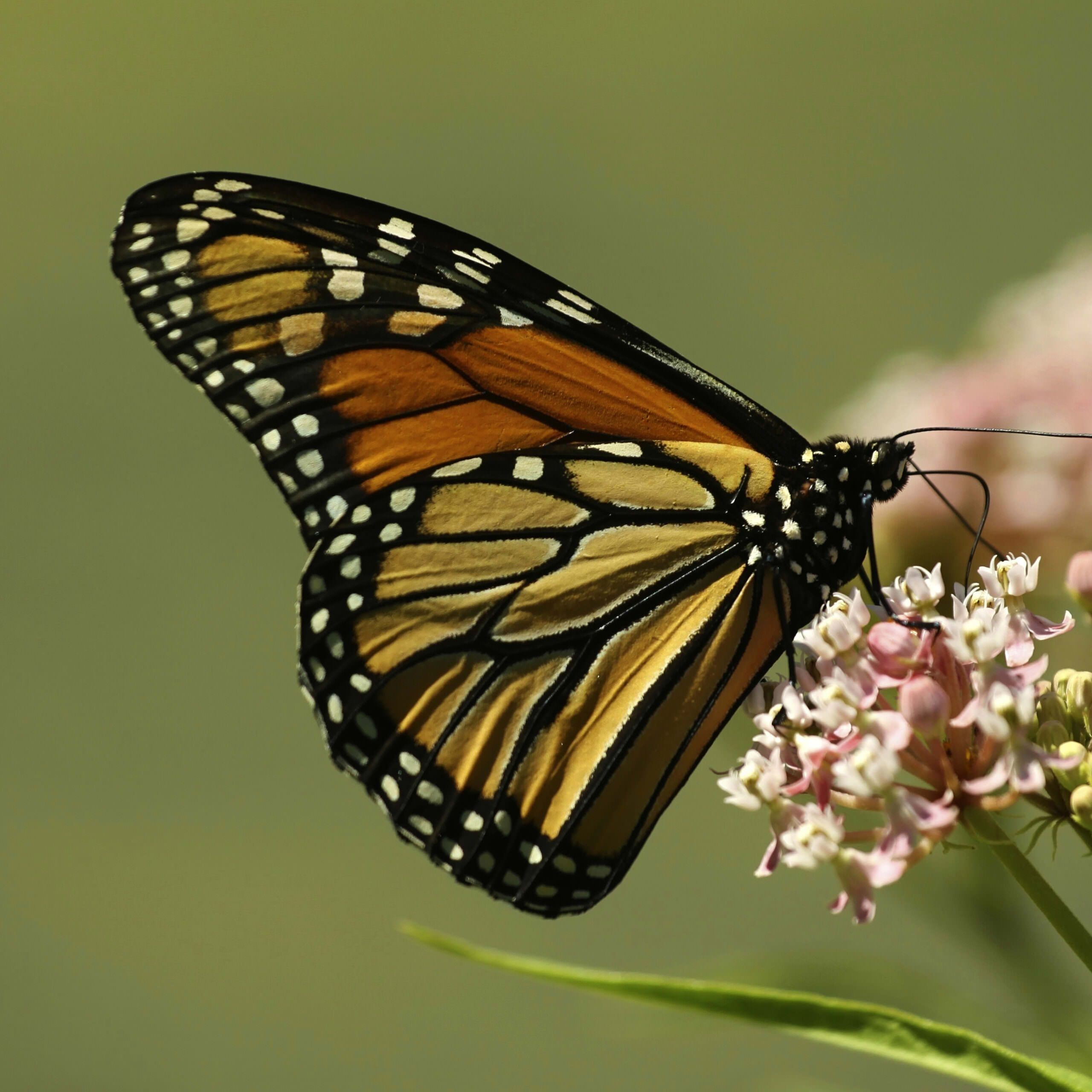 https://www.rainforest-alliance.org/wp-content/uploads/2021/06/monarch-butterfly-square-1-scaled.jpg.optimal.jpg