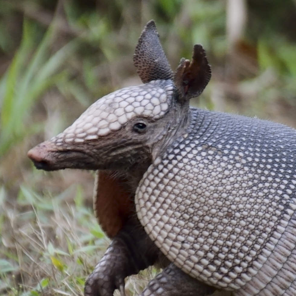 Nine-Banded Armadillo | Rainforest Alliance