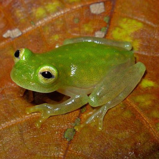  Are Glass Frogs Poisonous AMPHIPEDIA