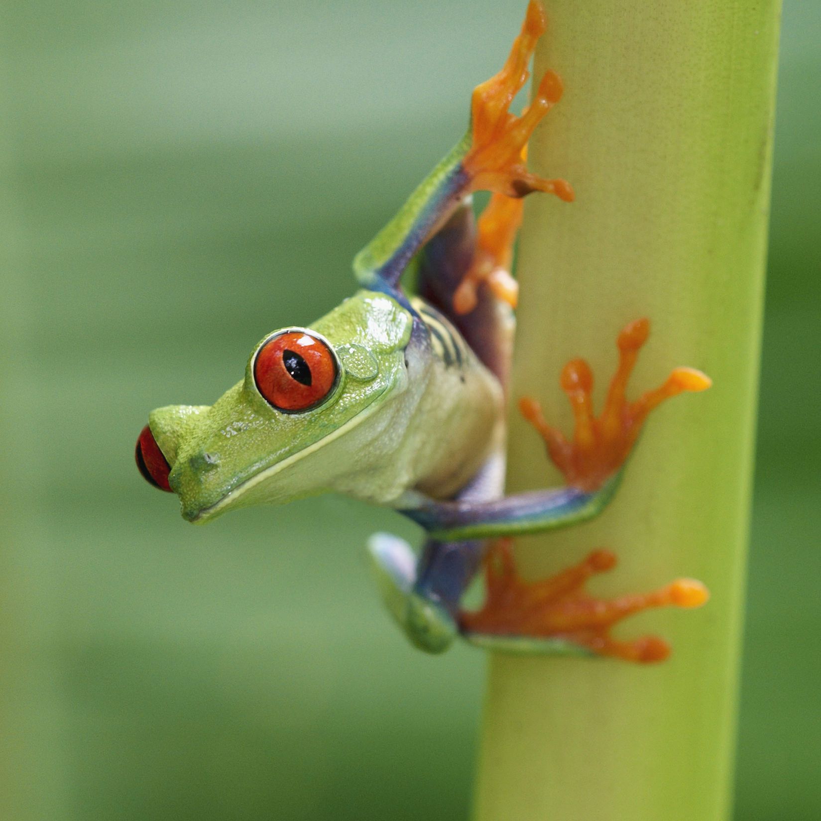 red eyed tree frog life cycle