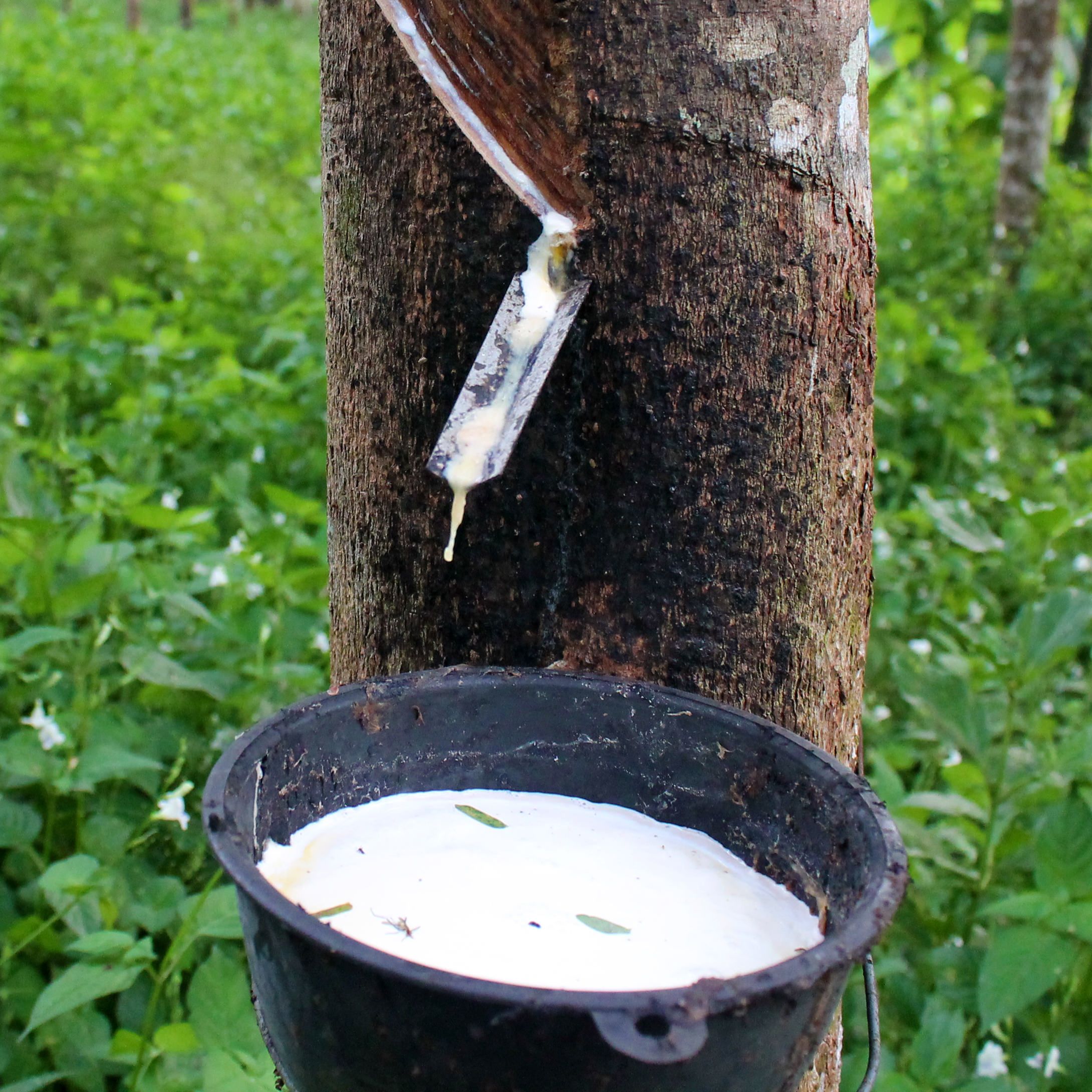 Where Does Rubber Come From?