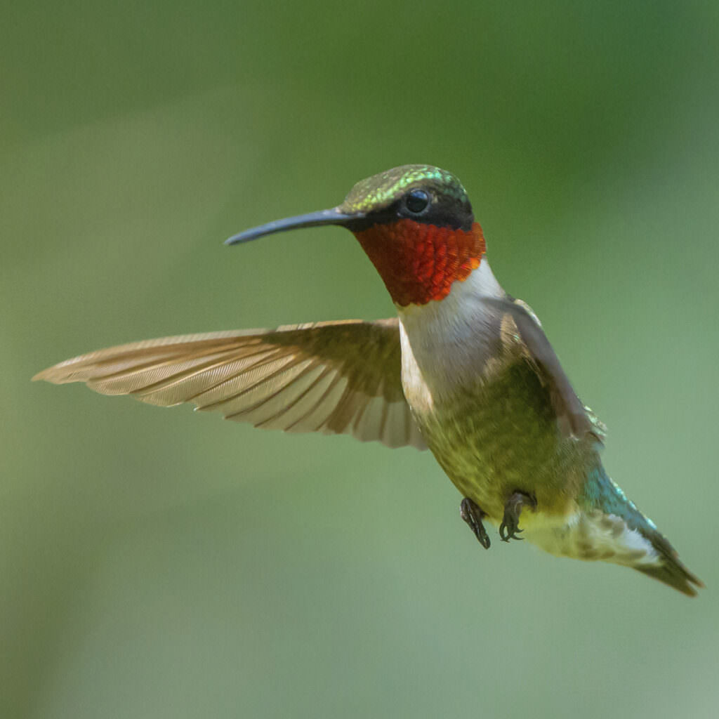 Ruby-Throated Hummingbird | Rainforest Alliance