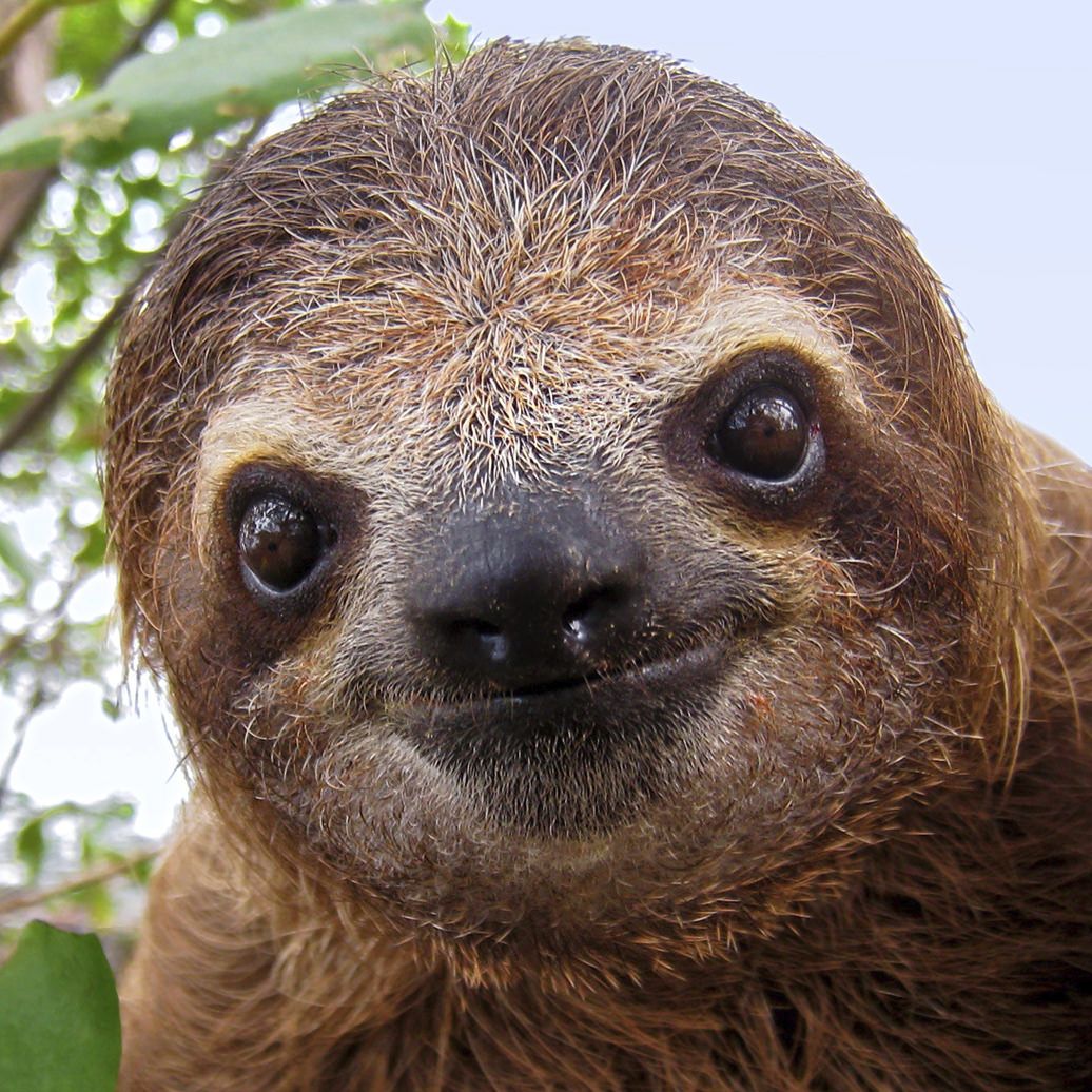 do sloths have tails