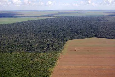 deforestation essay wikipedia