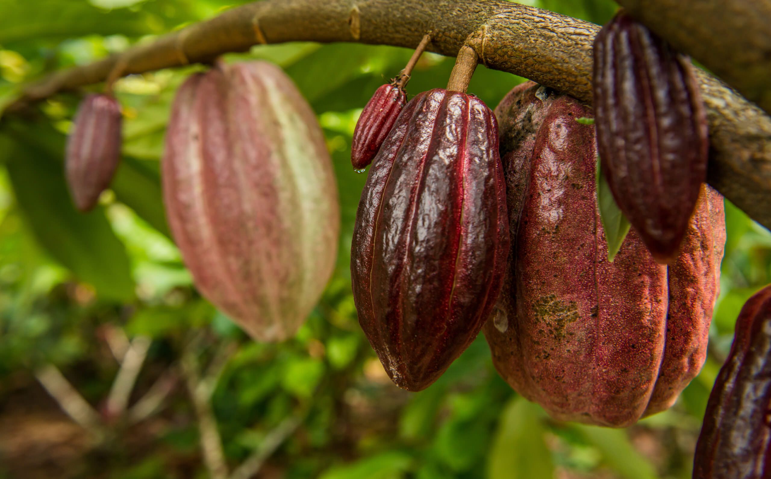 The Only Way to Make Chocolate: With Sustainability and Impact -  Sustainable Vietnam