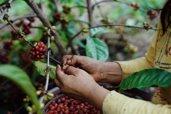 forced labor is prevalent in the coffee industry