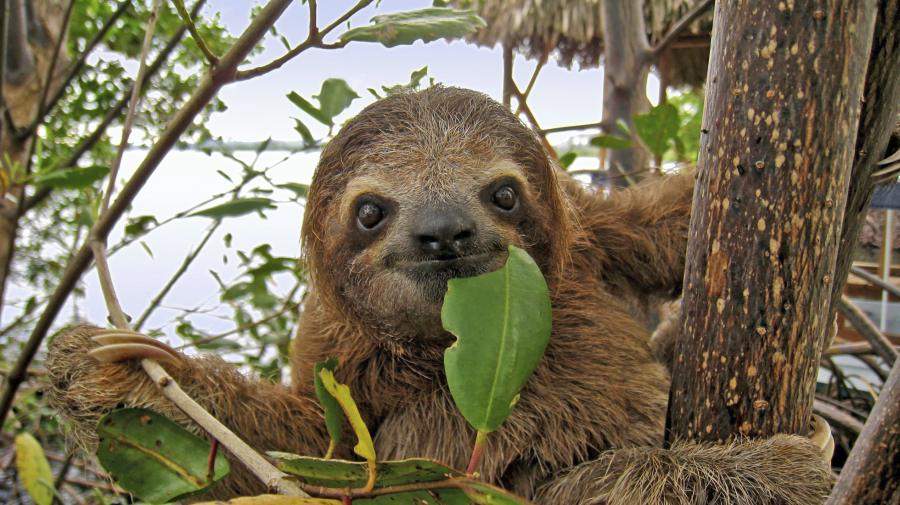 11 Amazing Rainforest Animals Rainforest Alliance
