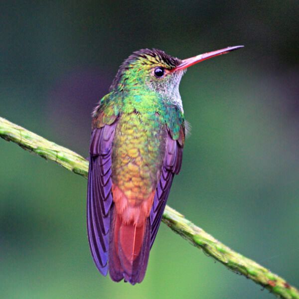 Rufous-tailed hummingbird