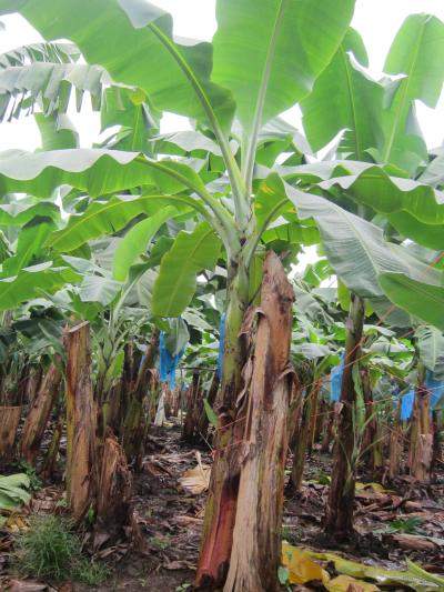 banana tree in rainforest