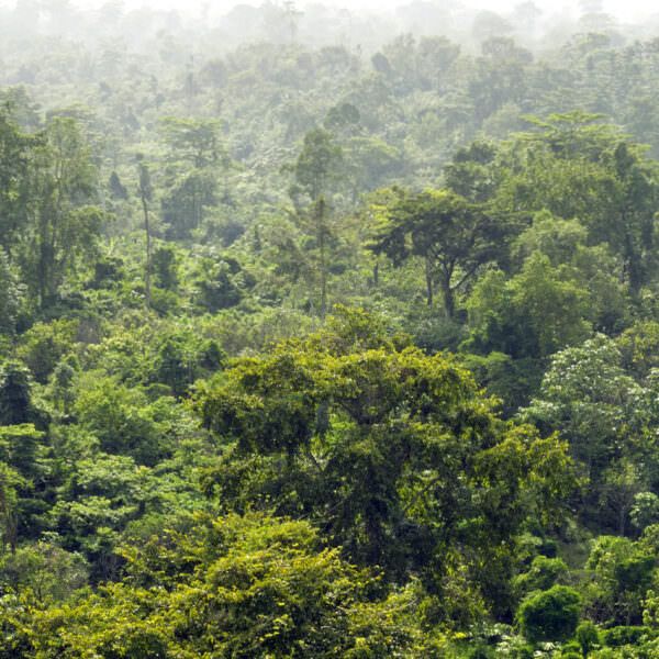 Deforestation Archives | Rainforest Alliance