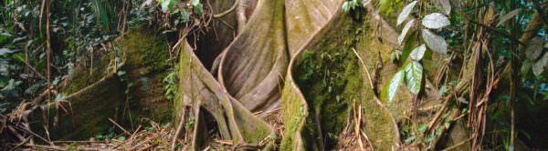 Ceiba roots - header