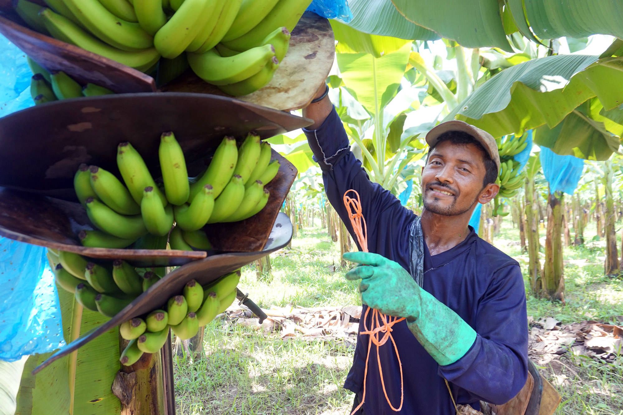 https://www.rainforest-alliance.org/wp-content/uploads/2021/07/costa-rica-banana-farmer.jpg.optimal.jpg