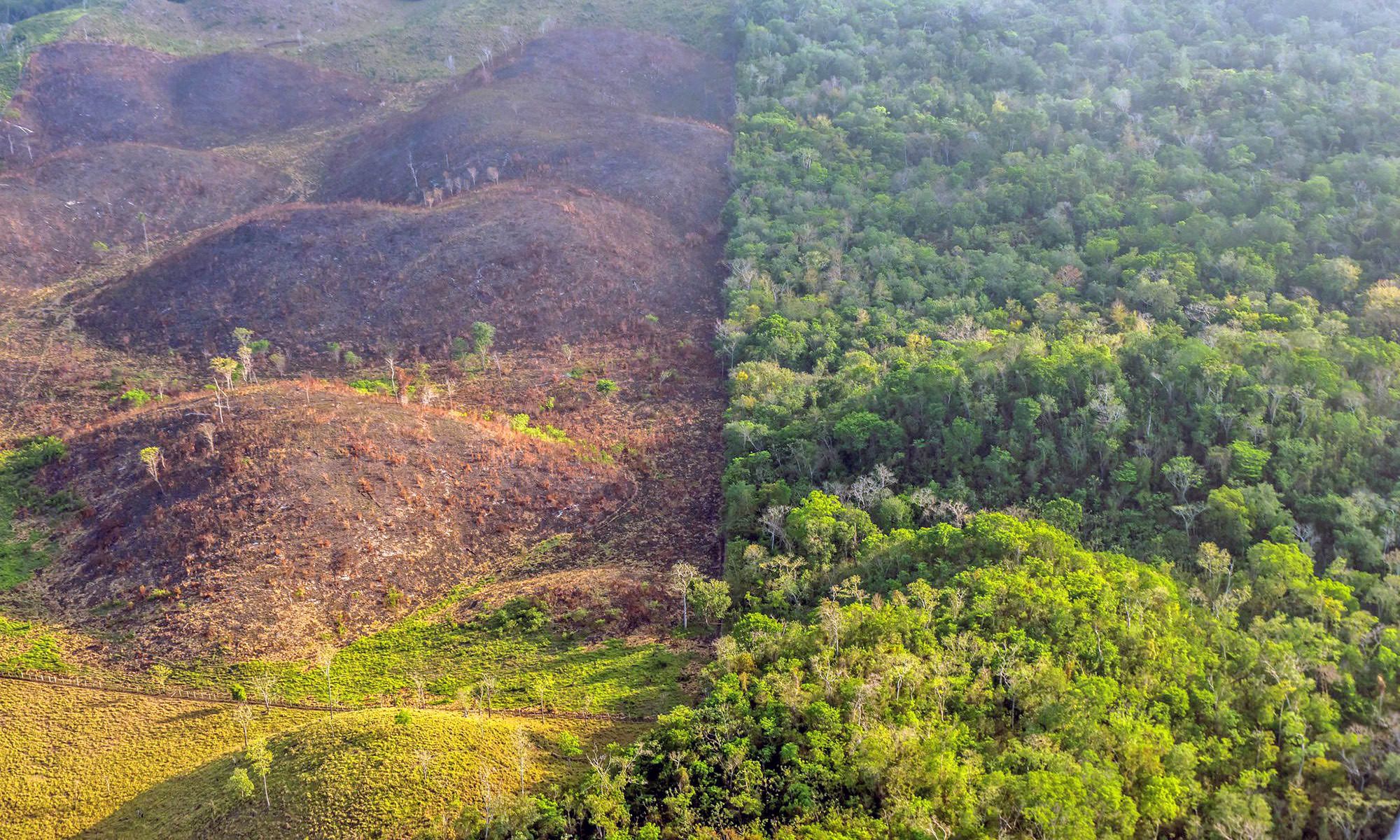 cut down rainforest