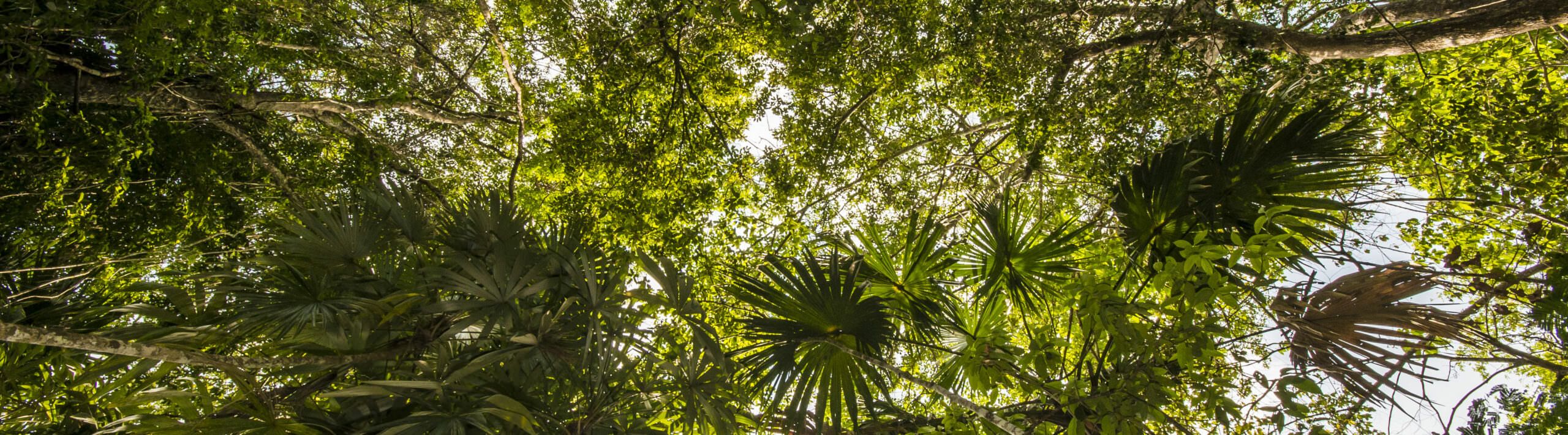 We Are the Rainforest Alliance | Rainforest Alliance