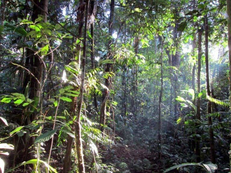 Rainforest Food Chain - Understanding the Balance of Life - Green