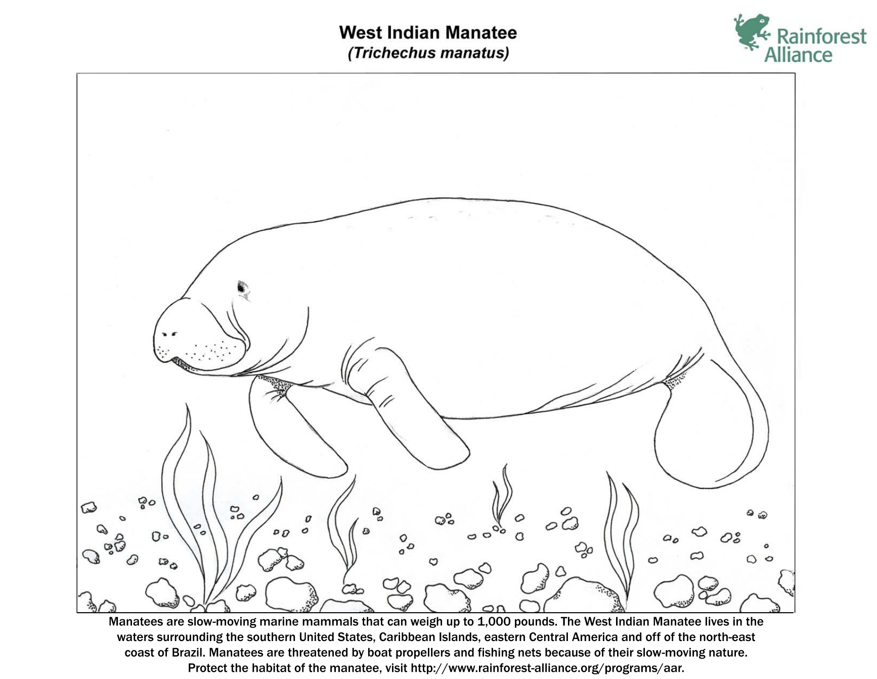 manatee coloring page