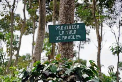 This sign on a Rainforest Alliance Certified coffee farm reads “Cutting Trees Prohibited” in Spanish.