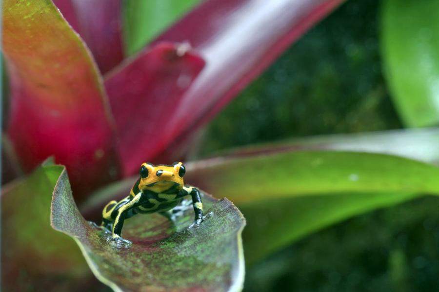 poison-dart-frog-fullsize.jpg