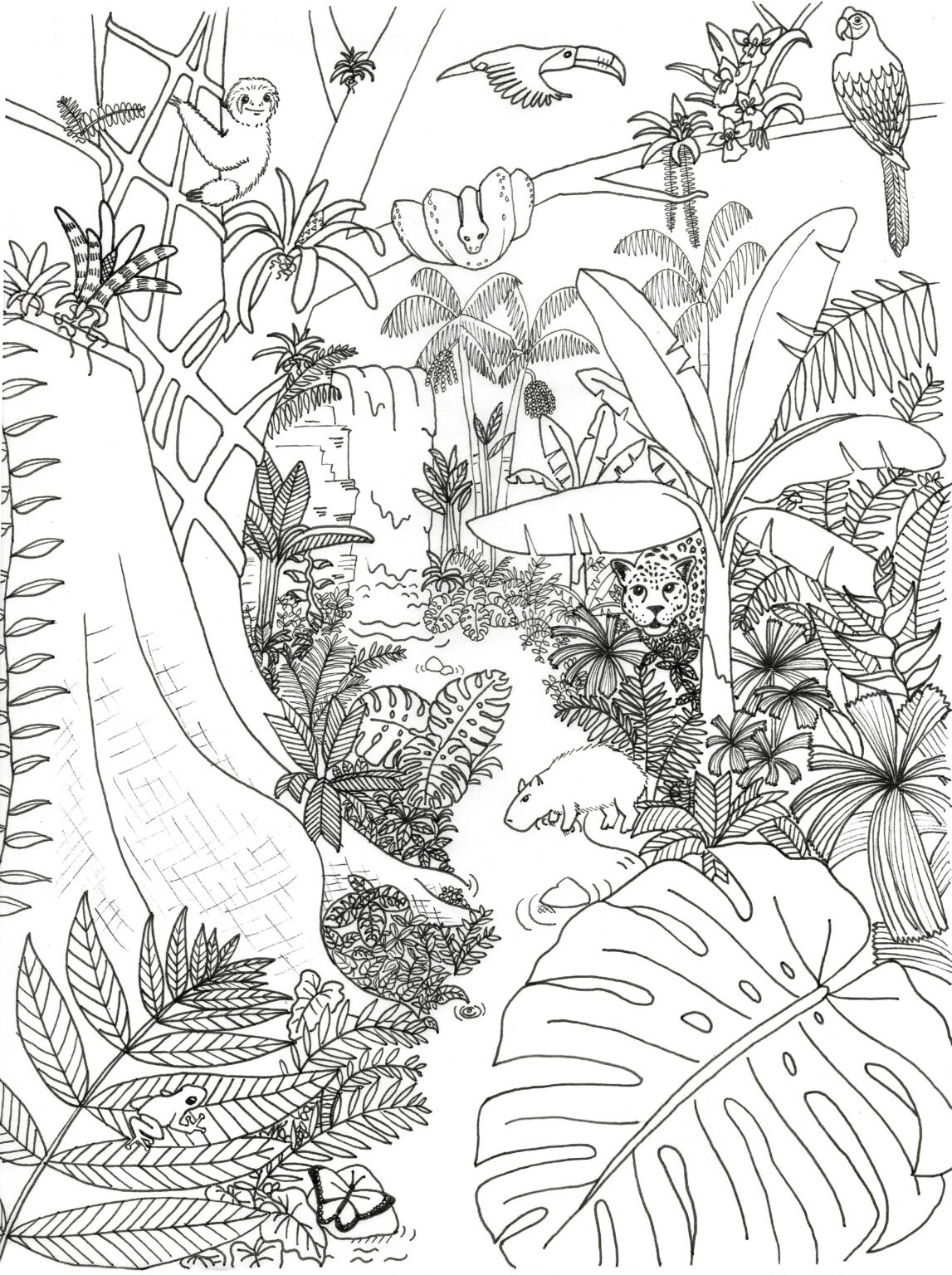 Rainforest Coloring Pages