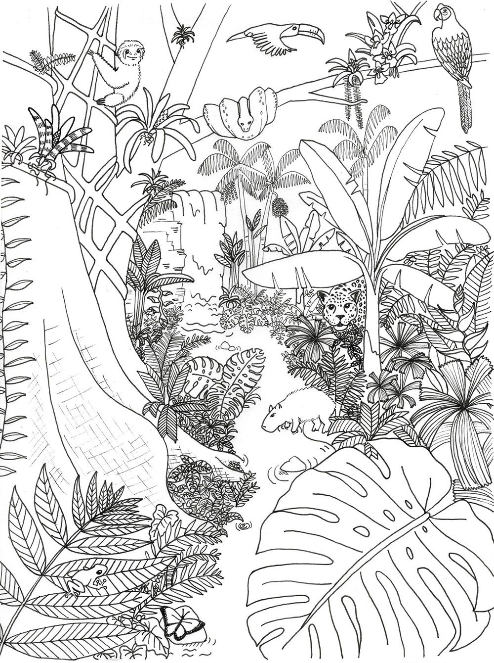 rainforest animals coloring page