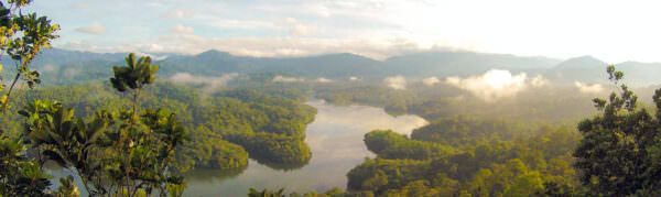 rainforest landscape - header