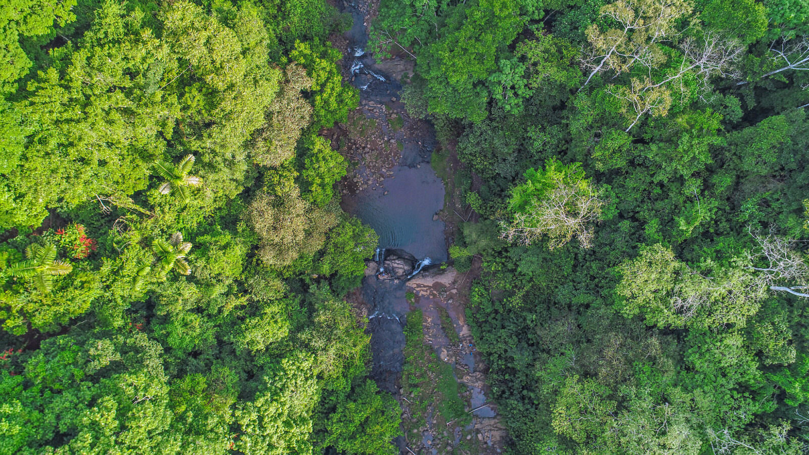 “Producing Biodiversity” on a Costa Rican Banana Farm | Rainforest Alliance