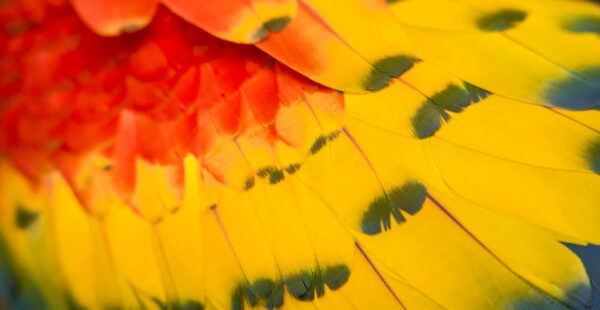 scarlet macaw feathers - example of a rainforest animal