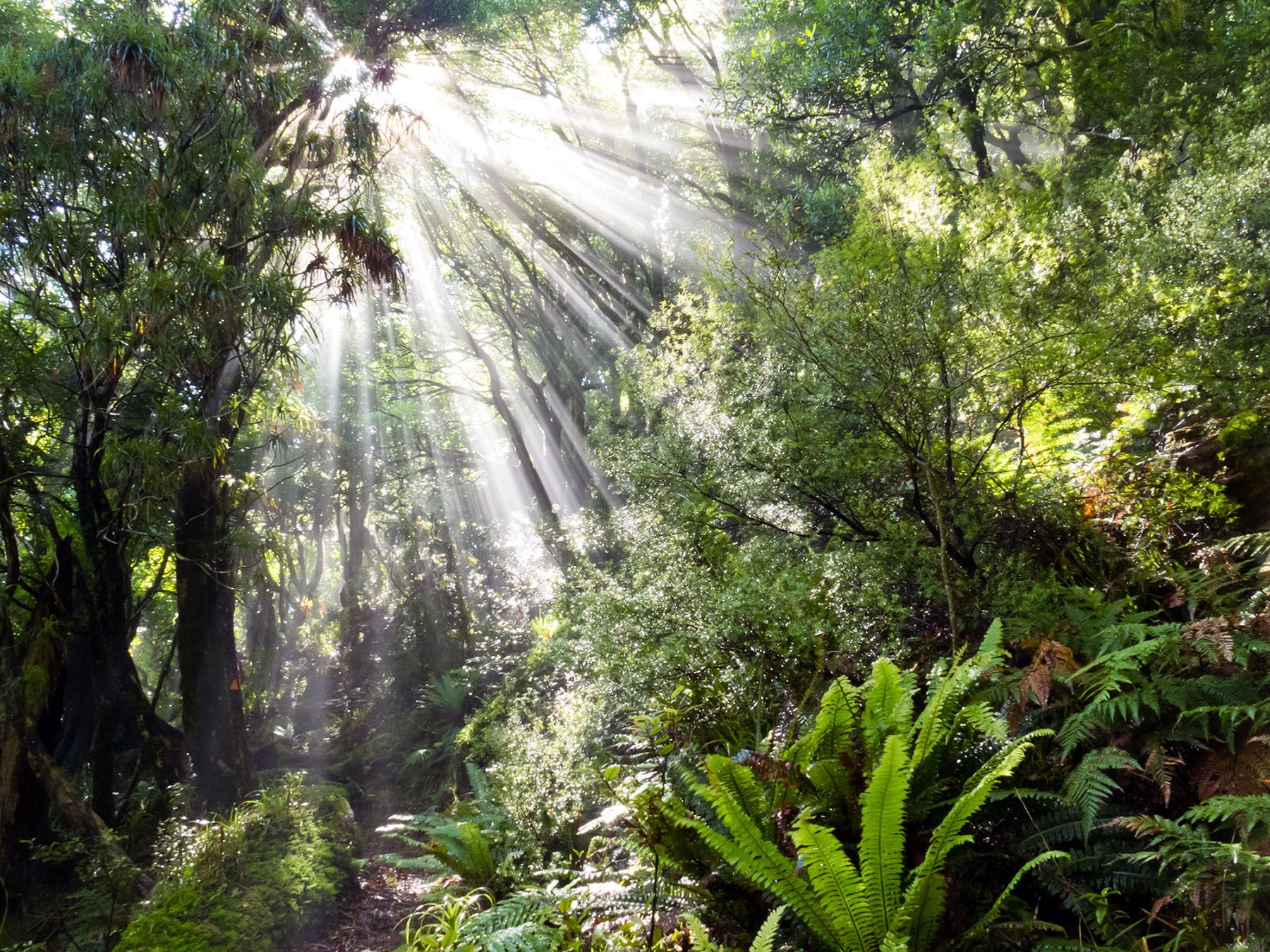 https://www.rainforest-alliance.org/wp-content/uploads/2021/07/sunlight-through-rainforest-canopy.jpg.optimal.jpg