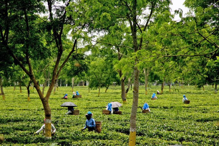 The Challenges of Reform in Assam s Struggling Tea Sector